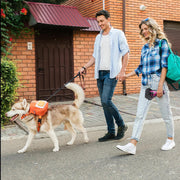 Let Your Dog Carry the Fun – Waterproof Harness Backpack for Walks, Hikes & Zoomies!