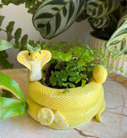 Planter, Lemon Cobra