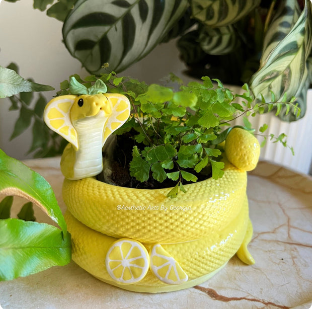 Planter, Lemon Cobra